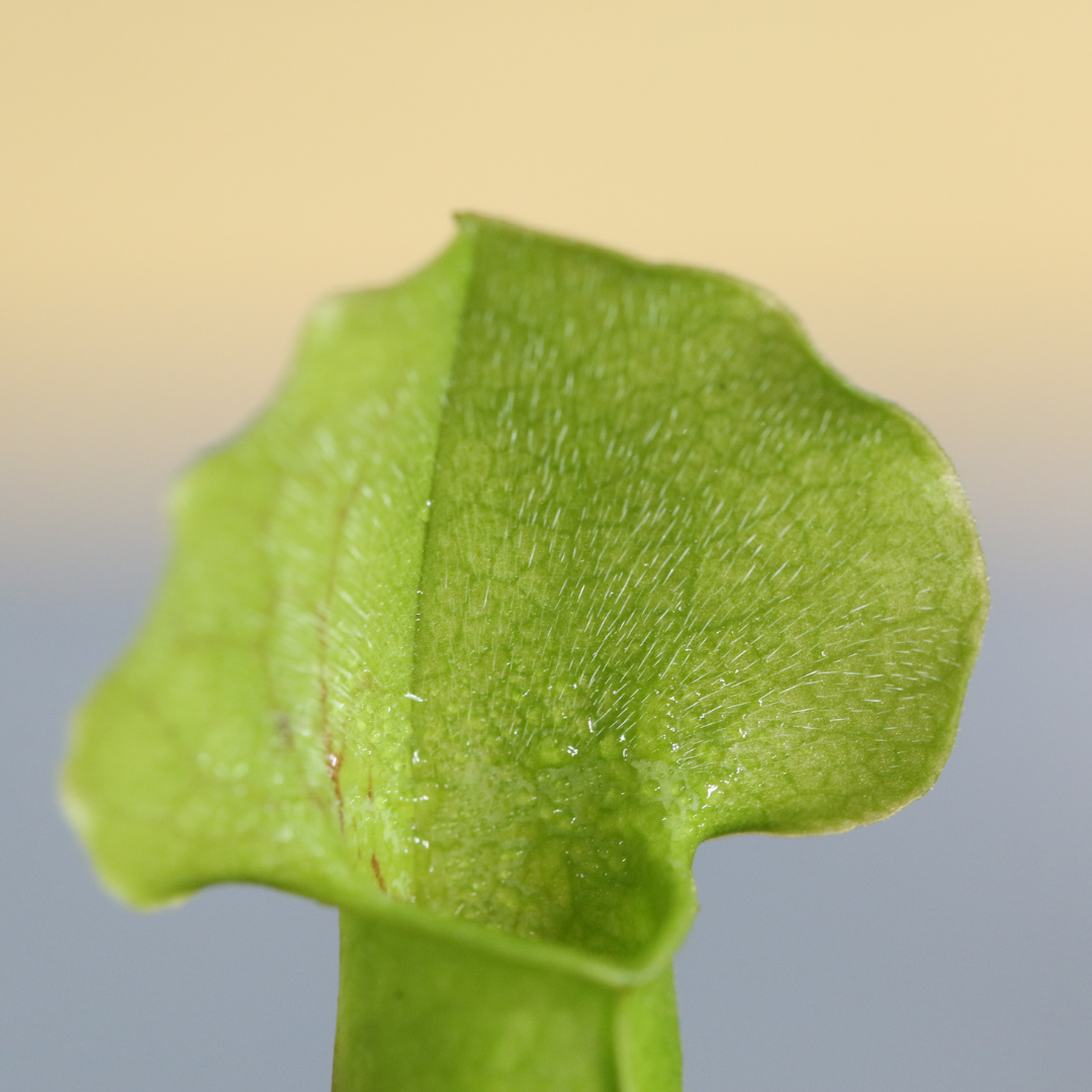 Carnivorous Plant Bundle
