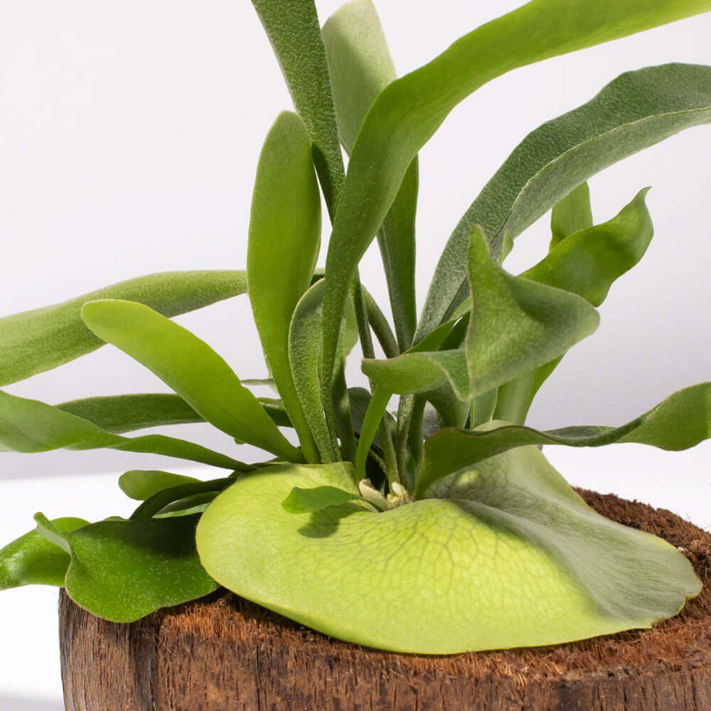 Staghorn Fern – Platycerium bifurcatum 'Elkhorn’