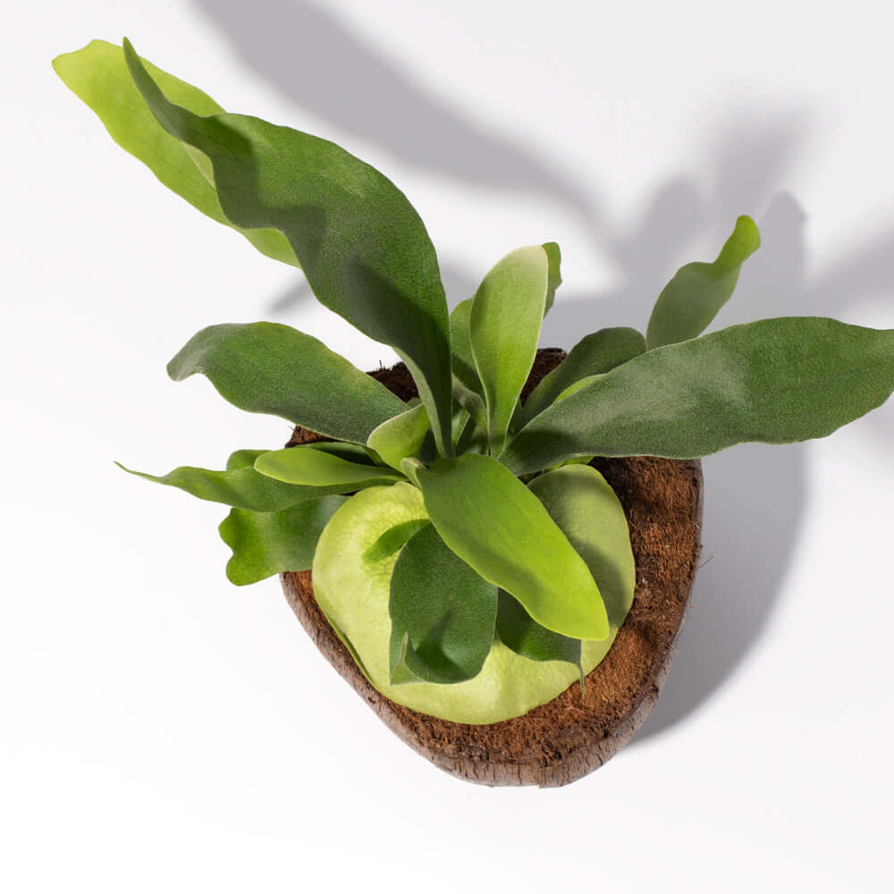 Staghorn Fern – Platycerium bifurcatum 'Elkhorn’
