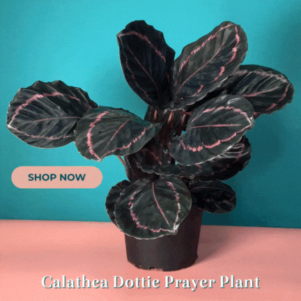 Calathea Dottie Prayer Plant