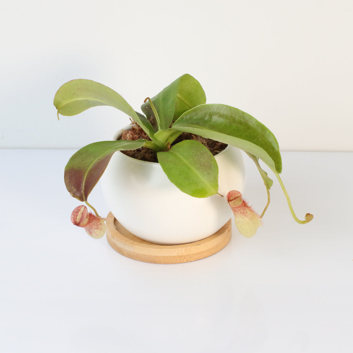 Tropical Pitcher Plant Nepenthes Miranda Carnivorous