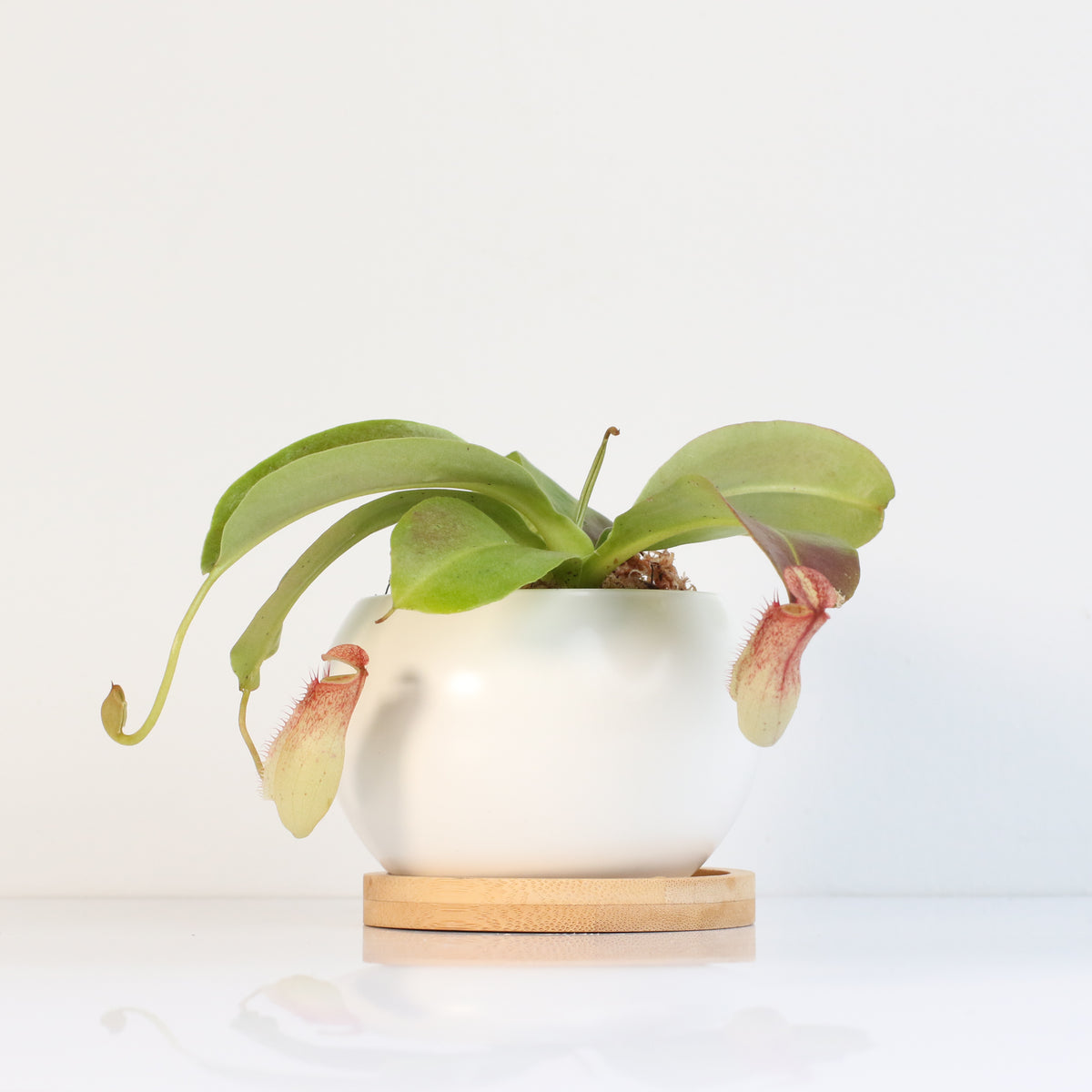 Tropical Pitcher Plant Nepenthes Miranda Carnivorous