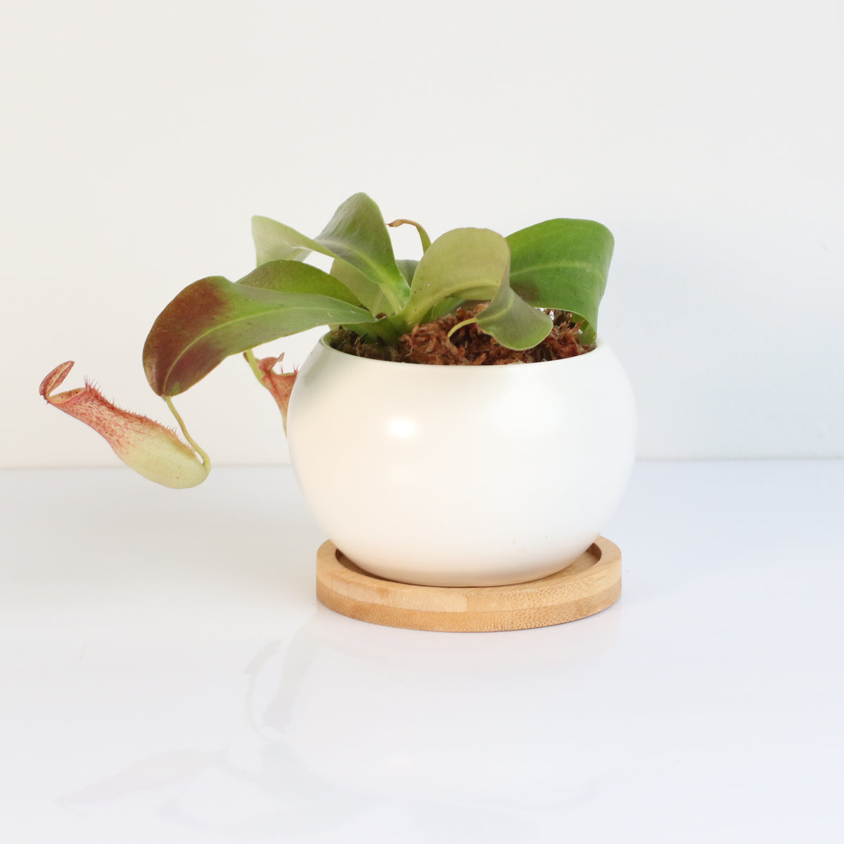 Tropical Pitcher Plant Nepenthes Miranda Carnivorous