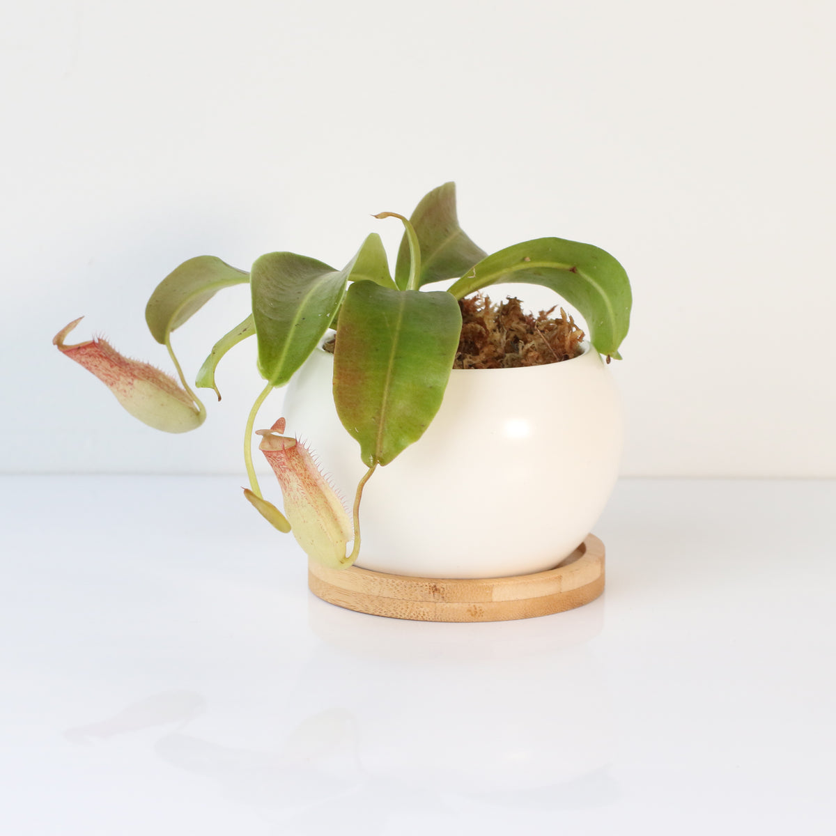 Tropical Pitcher Plant Nepenthes Miranda Carnivorous