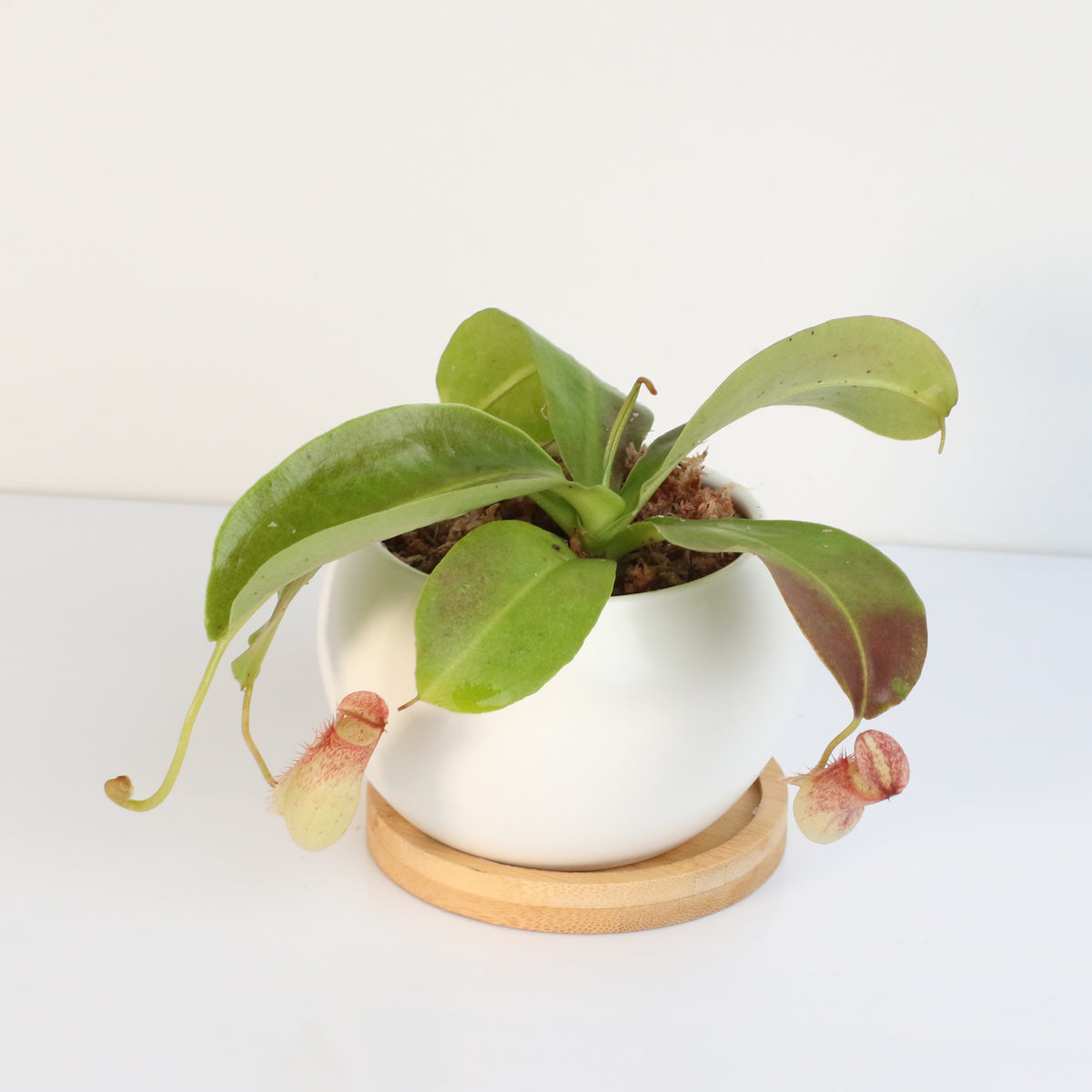 Tropical Pitcher Plant Nepenthes Miranda Carnivorous