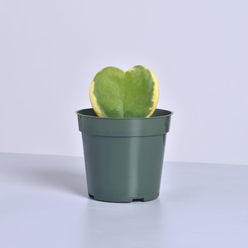 Hoya Kerrii 'Hearts' Variegated Vine