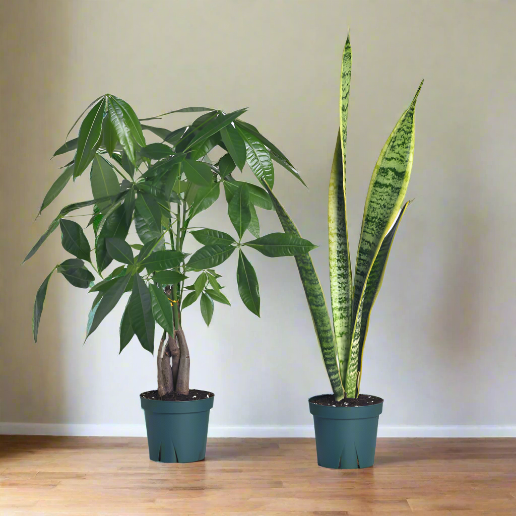 Easy Care Plant Bundle