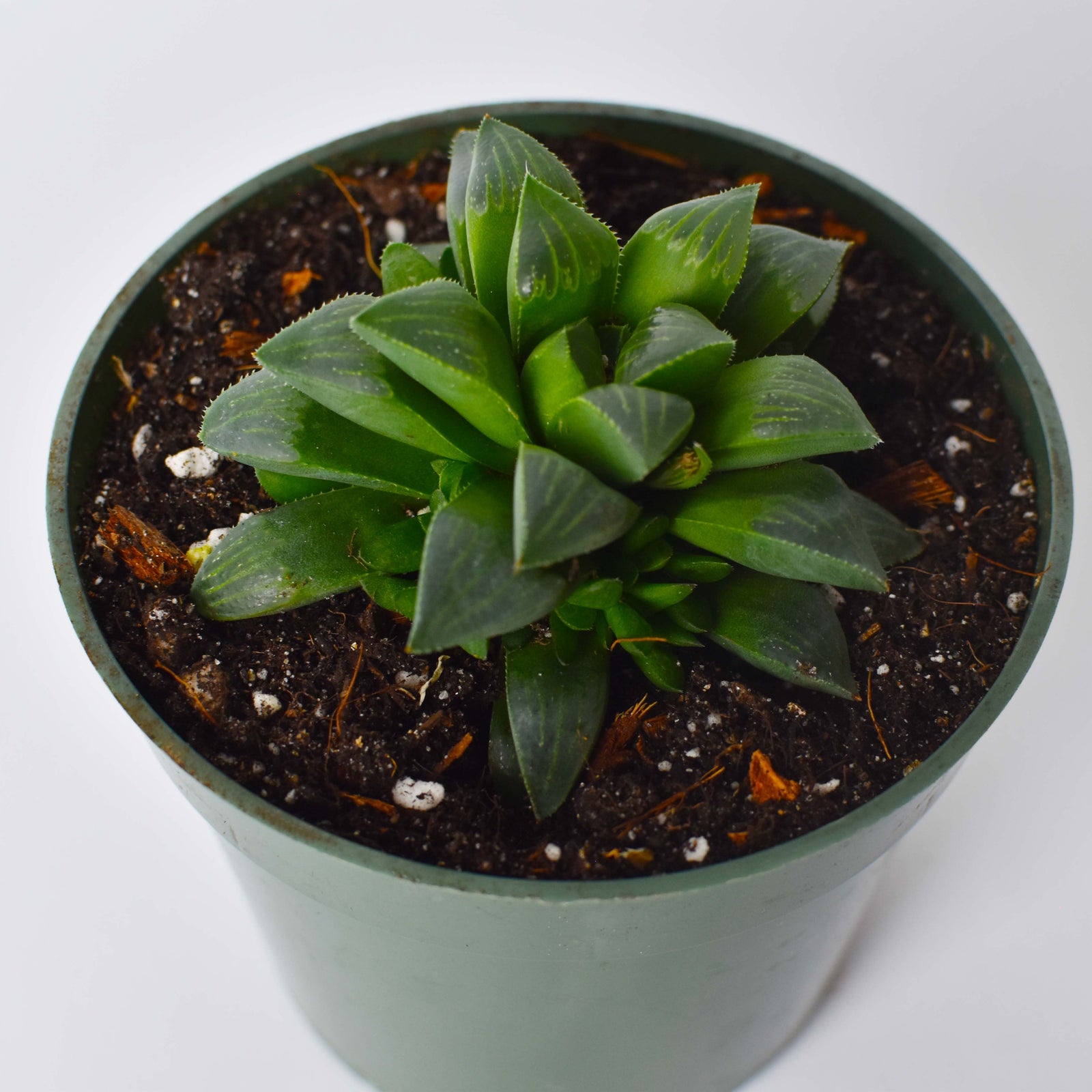 Rare Haworthia 'Moon or Moonstone' Succulent