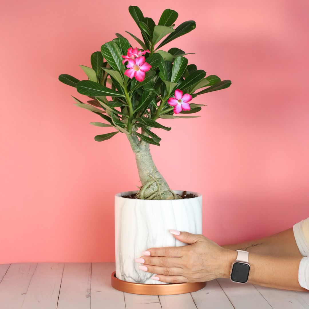 Desert Rose (Adenium obesum)