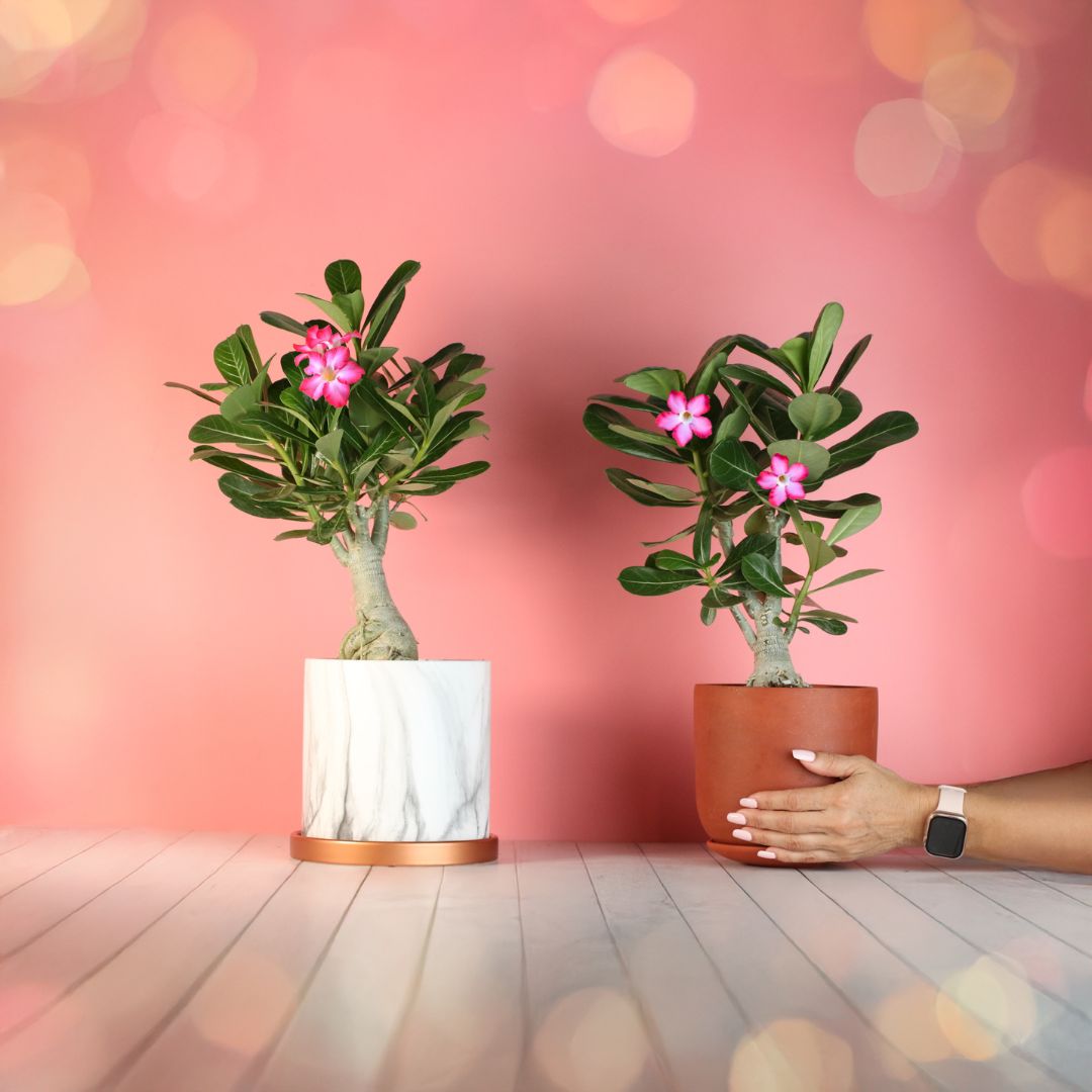 Desert Rose (Adenium obesum)