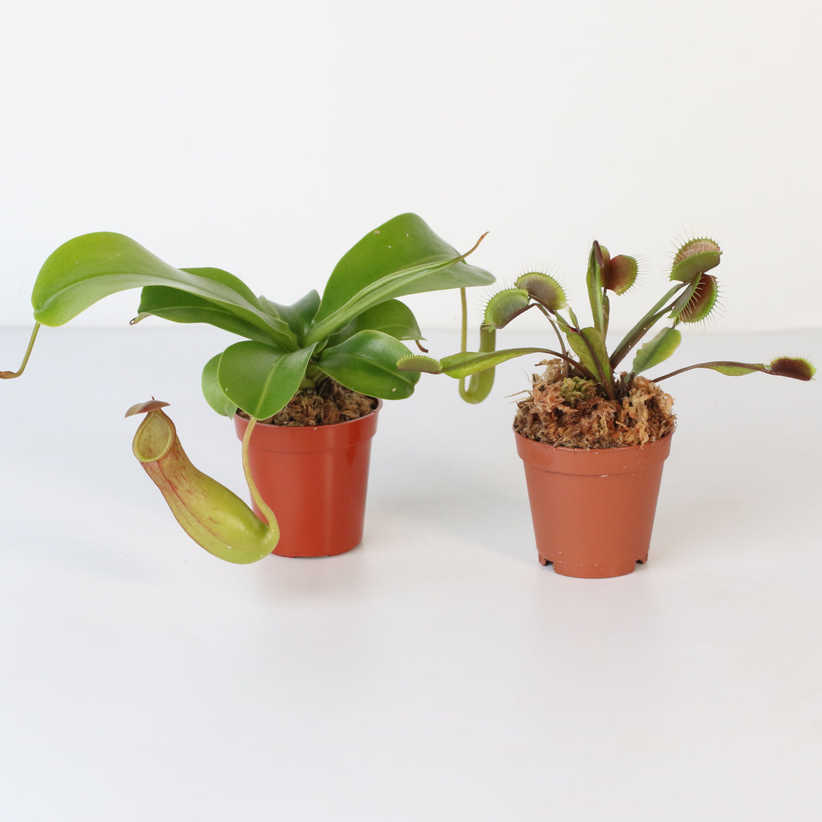 Carnivorous Plant Bundle