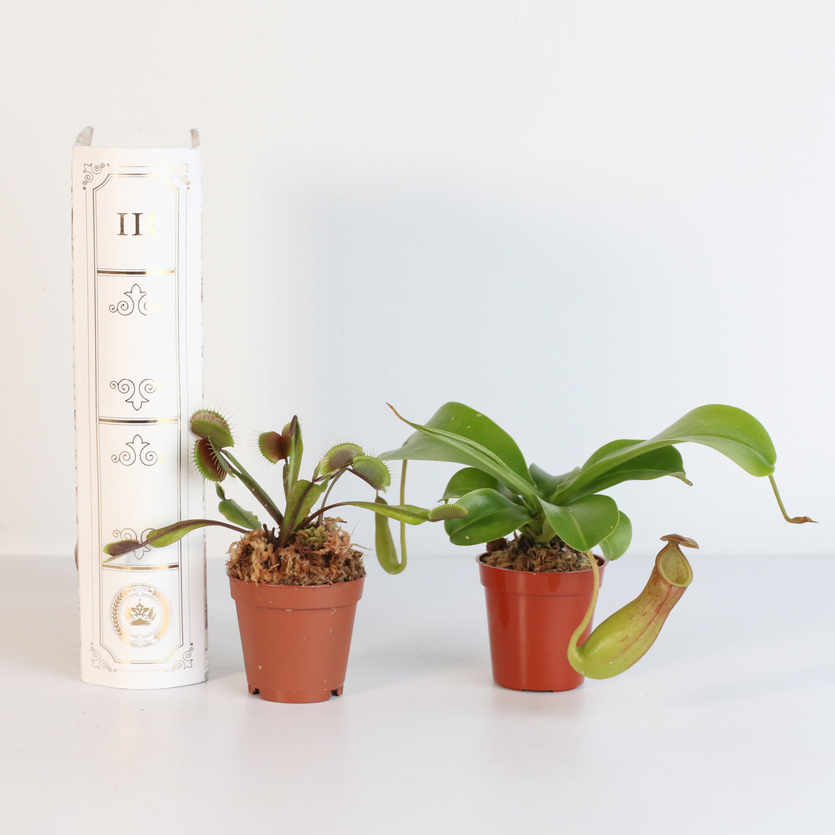 Carnivorous Plant Bundle