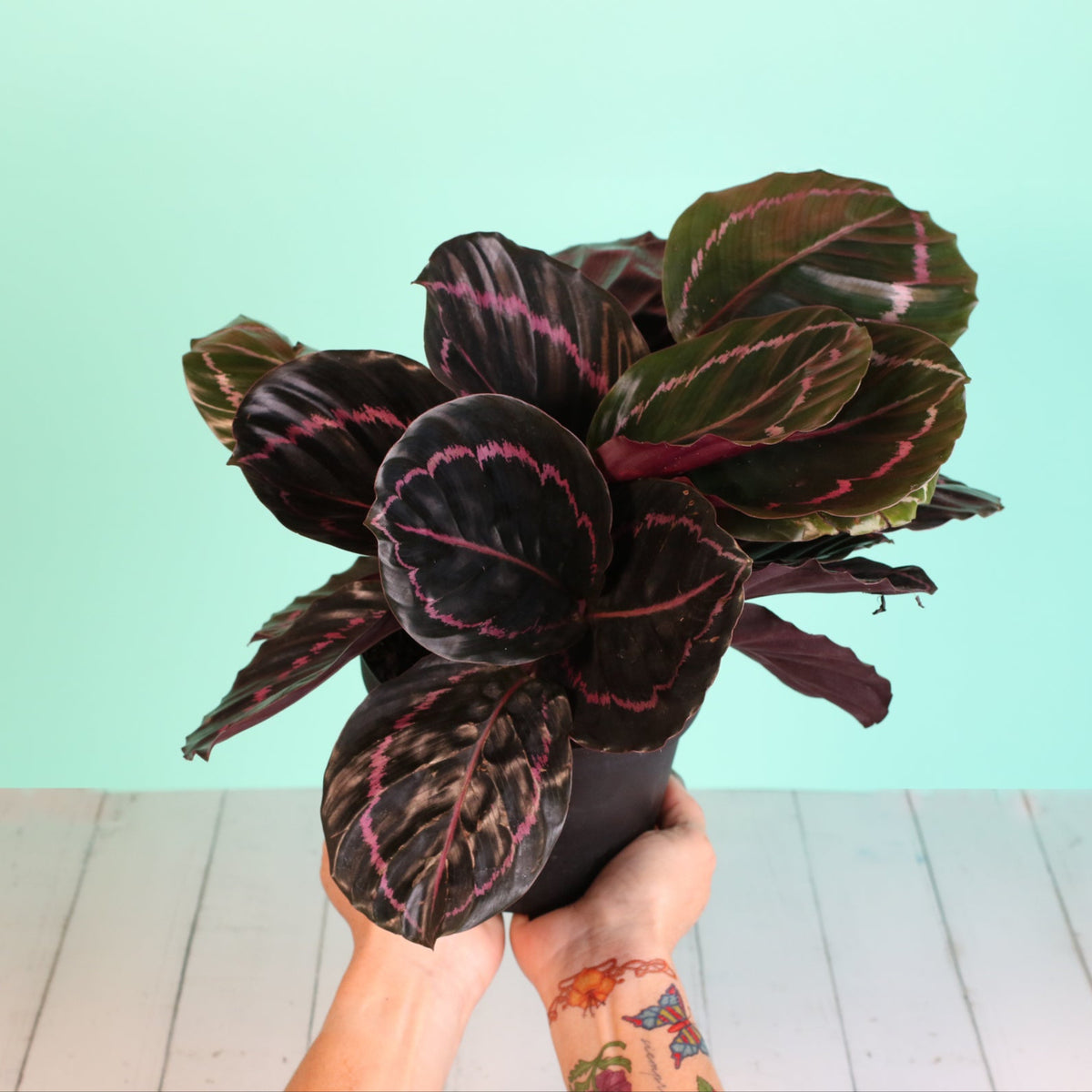 Calathea Dottie Prayer Plant