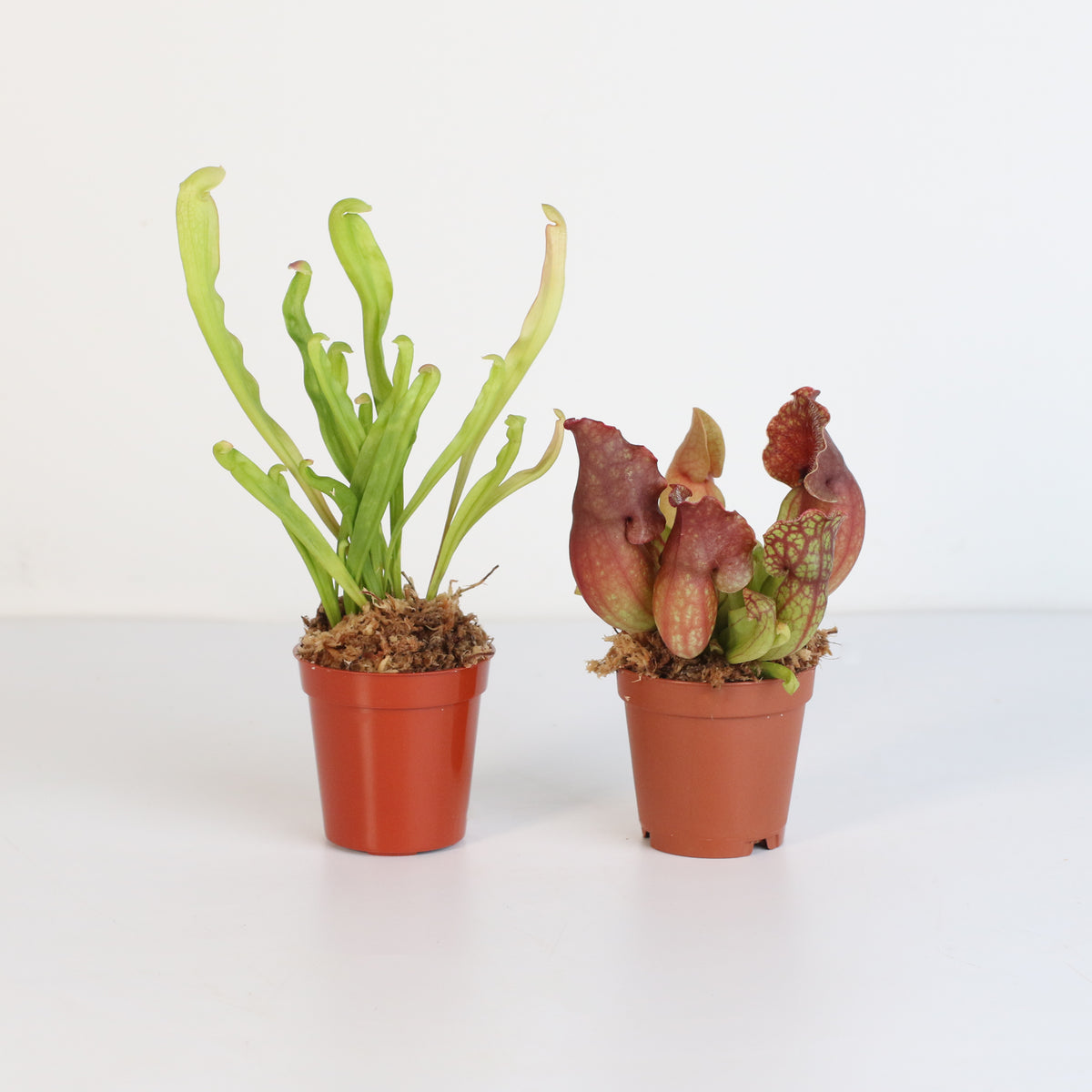 Carnivorous Plant Bundle