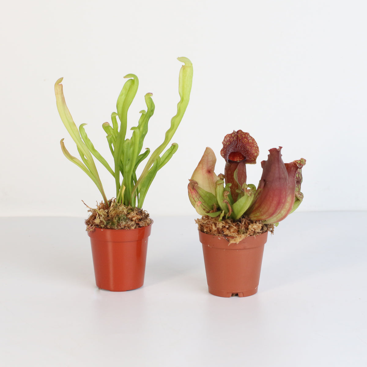 Carnivorous Plant Bundle