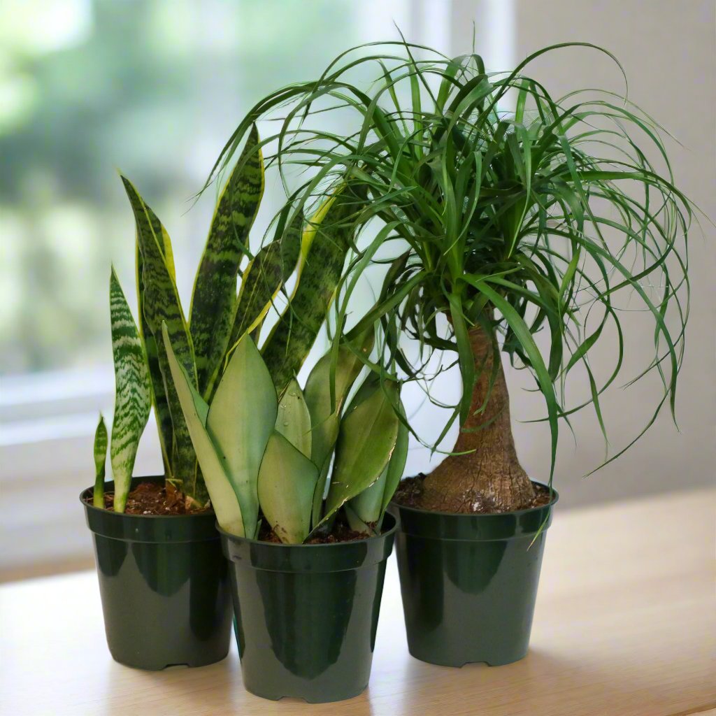 Easy Care Plants