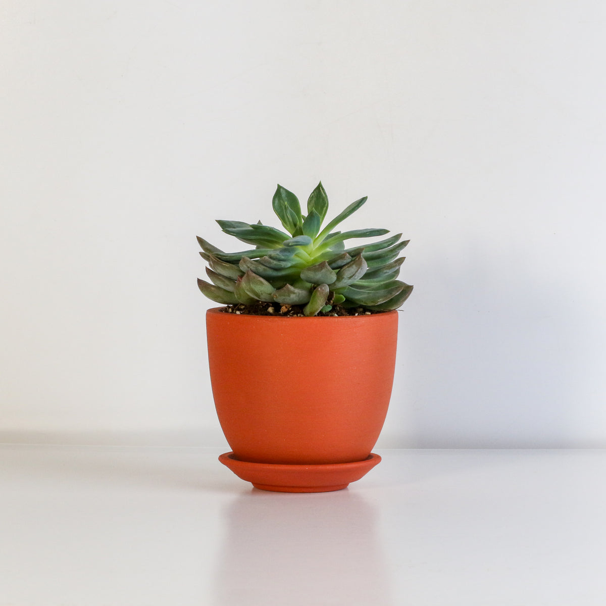 Sedeveria 'Pink Ruby' Red Succulent