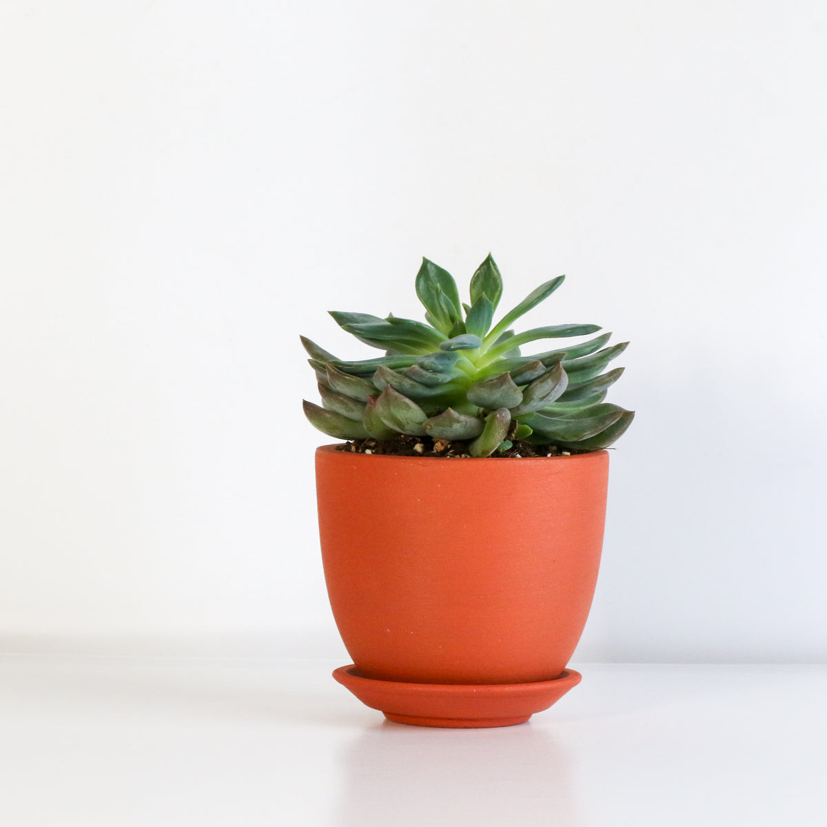 Sedeveria 'Pink Ruby' Red Succulent