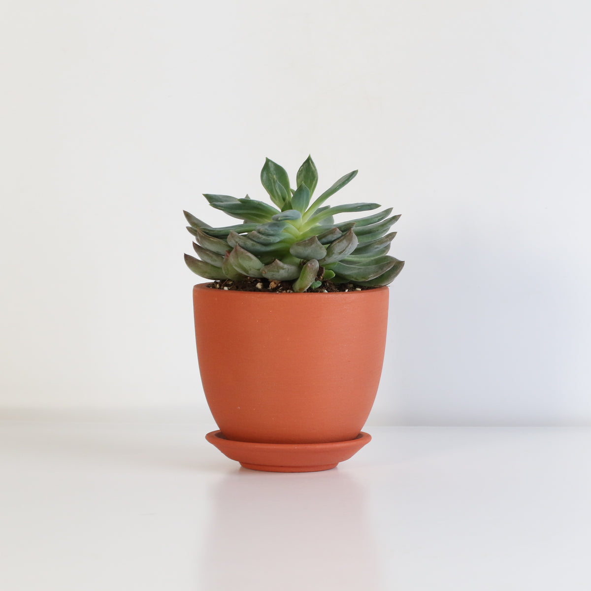 Sedeveria 'Pink Ruby' Red Succulent