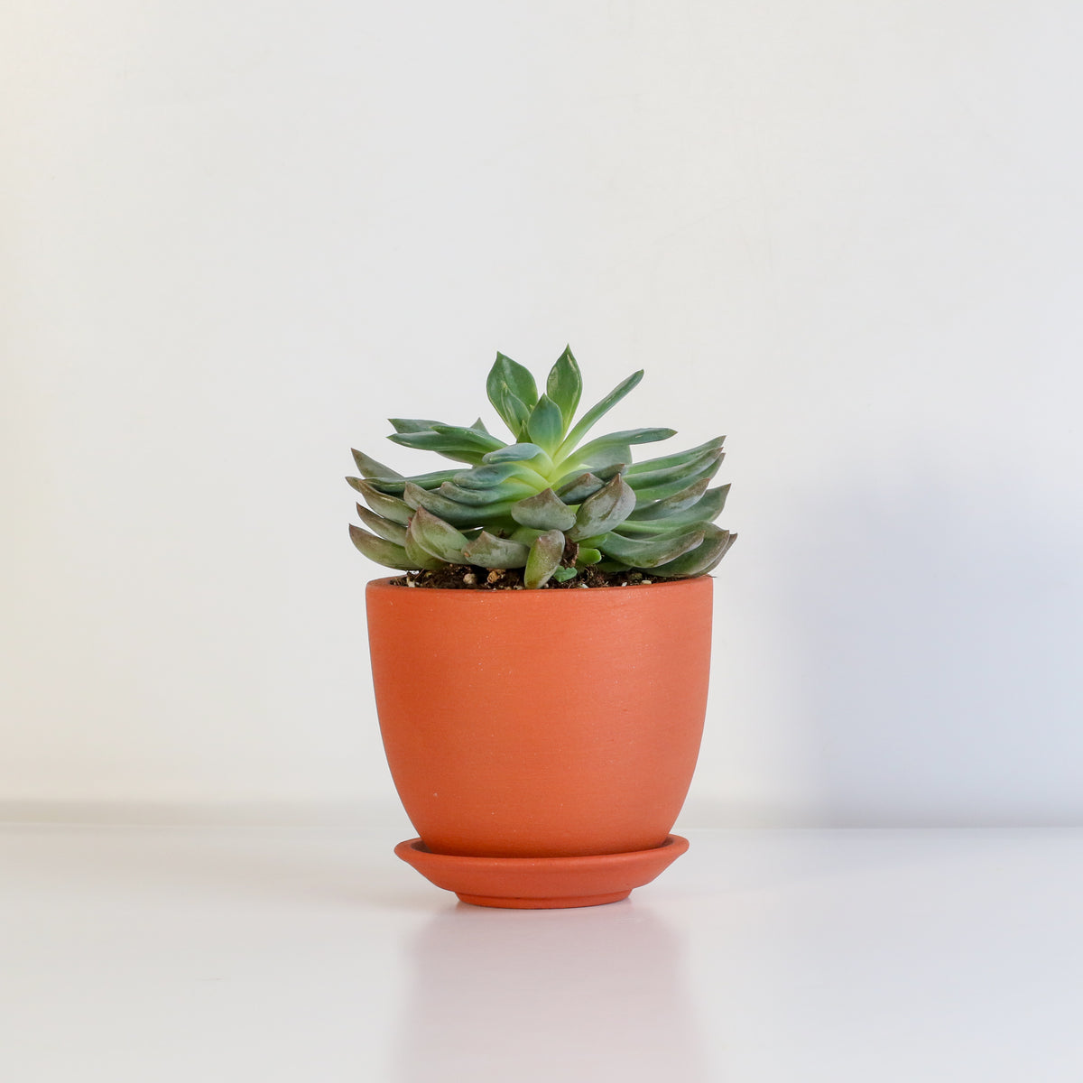 Sedeveria 'Pink Ruby' Red Succulent