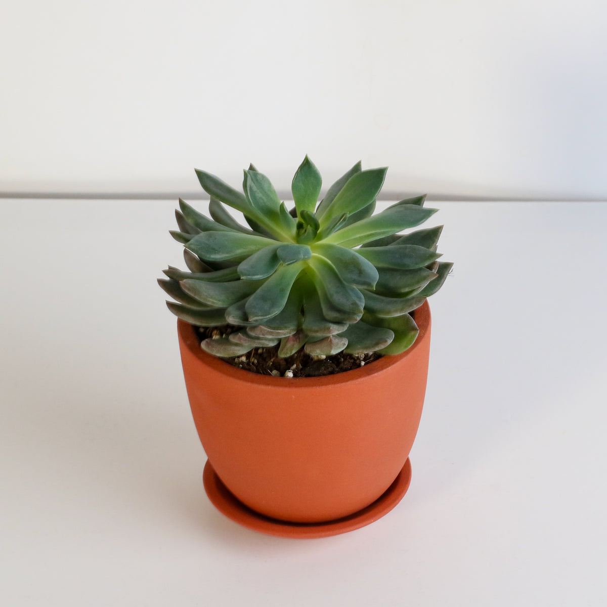 Sedeveria 'Pink Ruby' Red Succulent