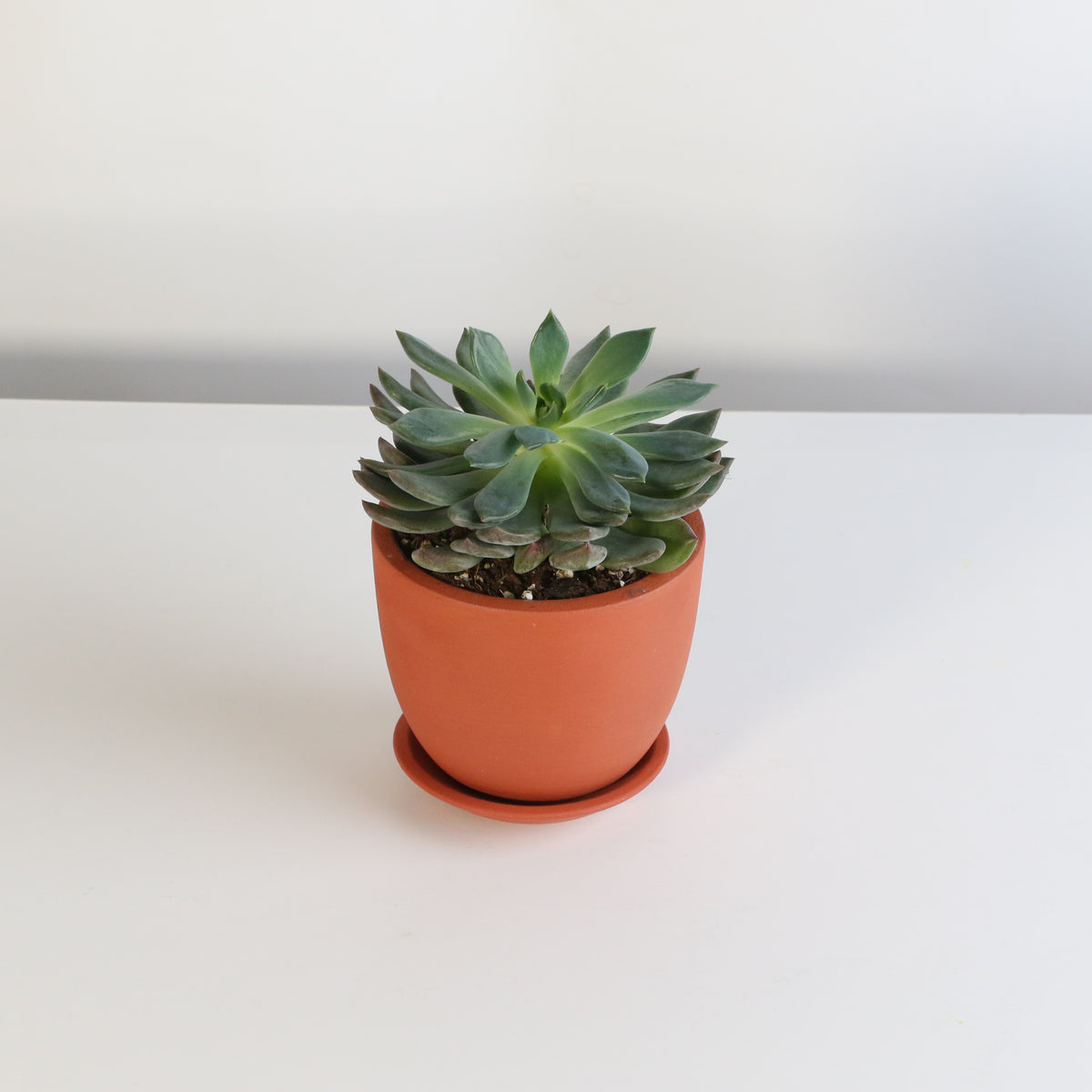 Sedeveria 'Pink Ruby' Red Succulent