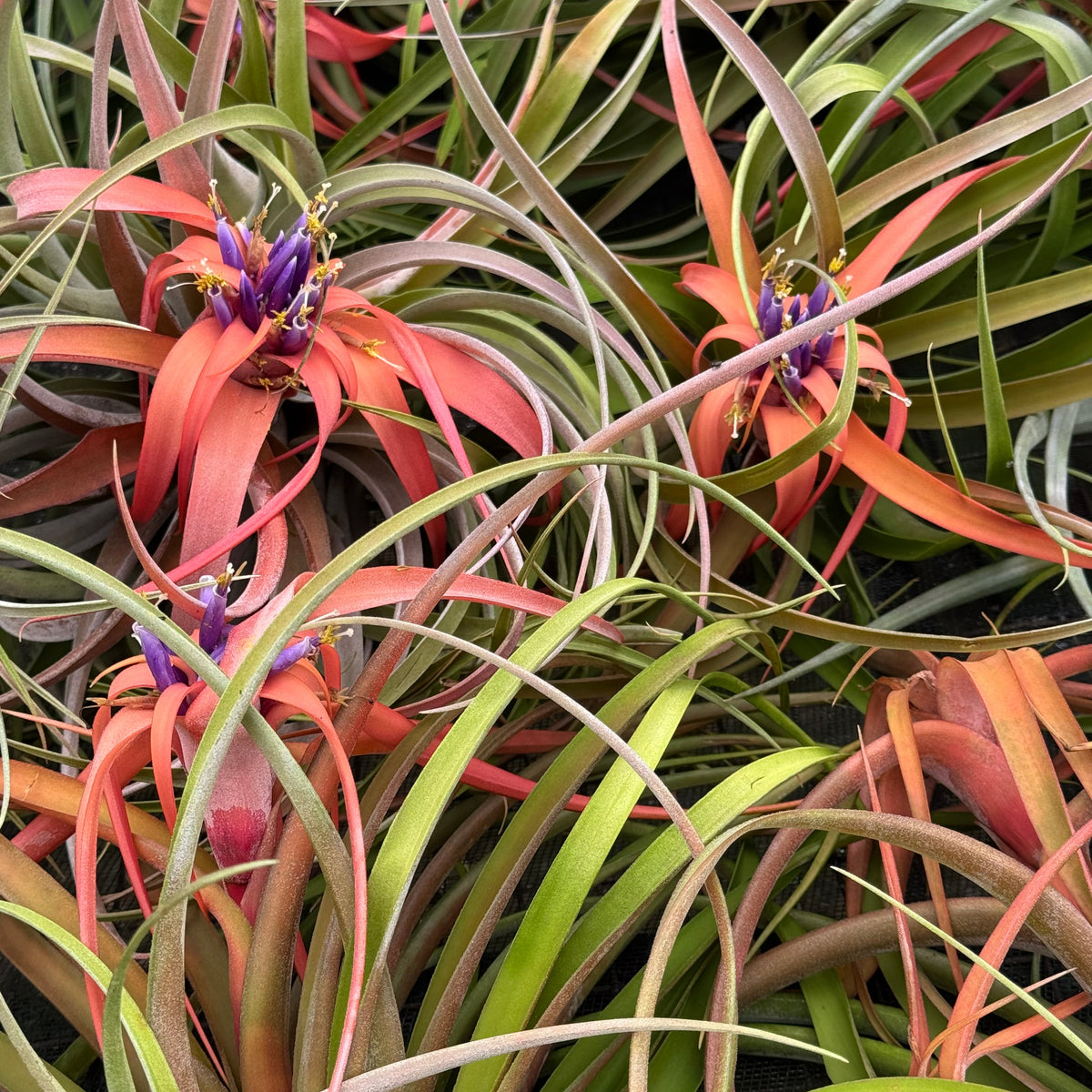 Air Plant Tillandsia Capitata Peach