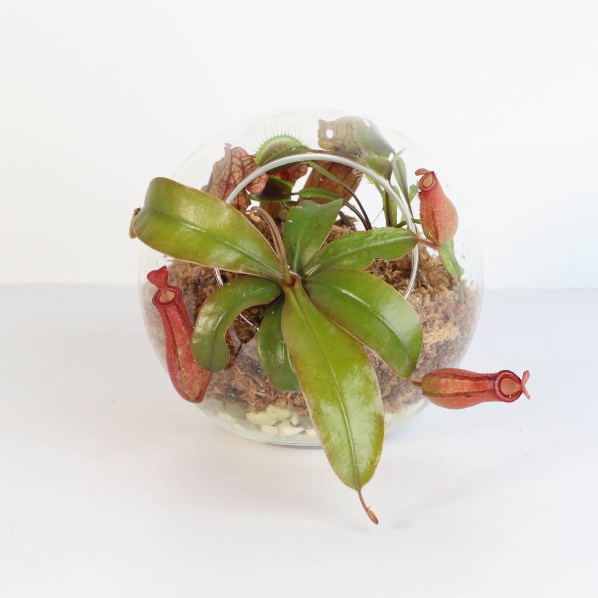 Terrarium Carnivorous Kit