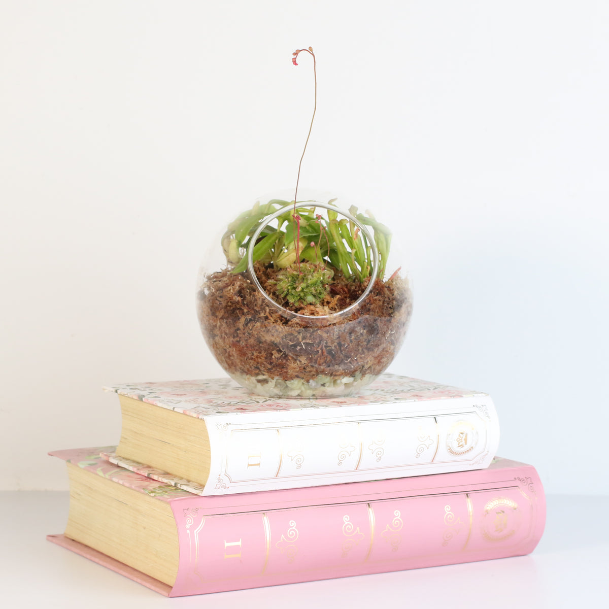 Terrarium Carnivorous Kit