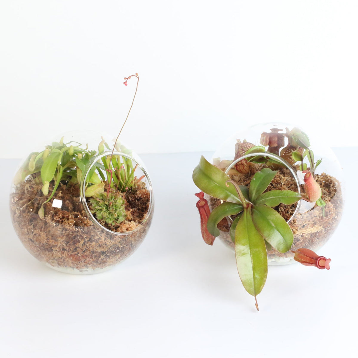Terrarium Carnivorous Kit