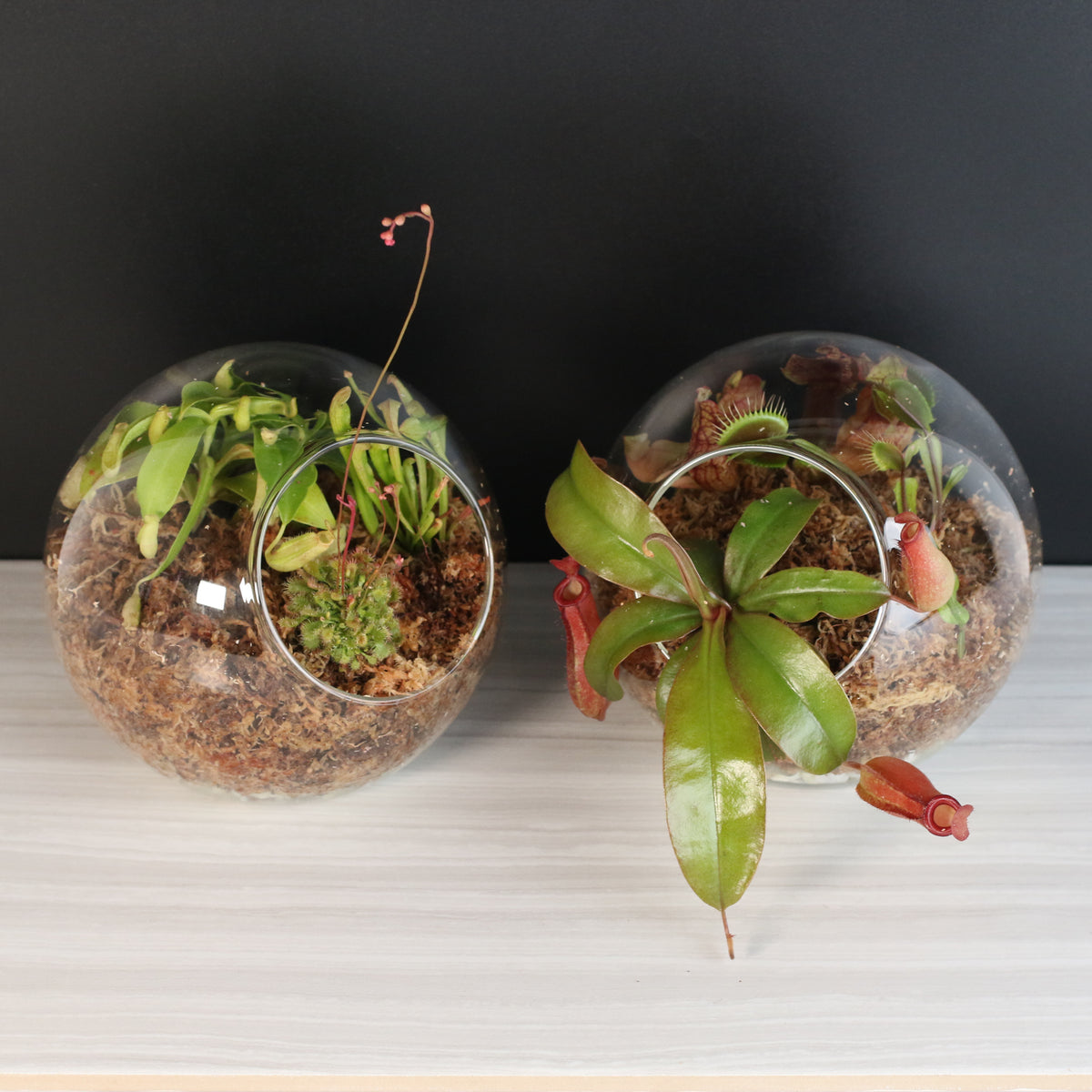 Terrarium Carnivorous Kit