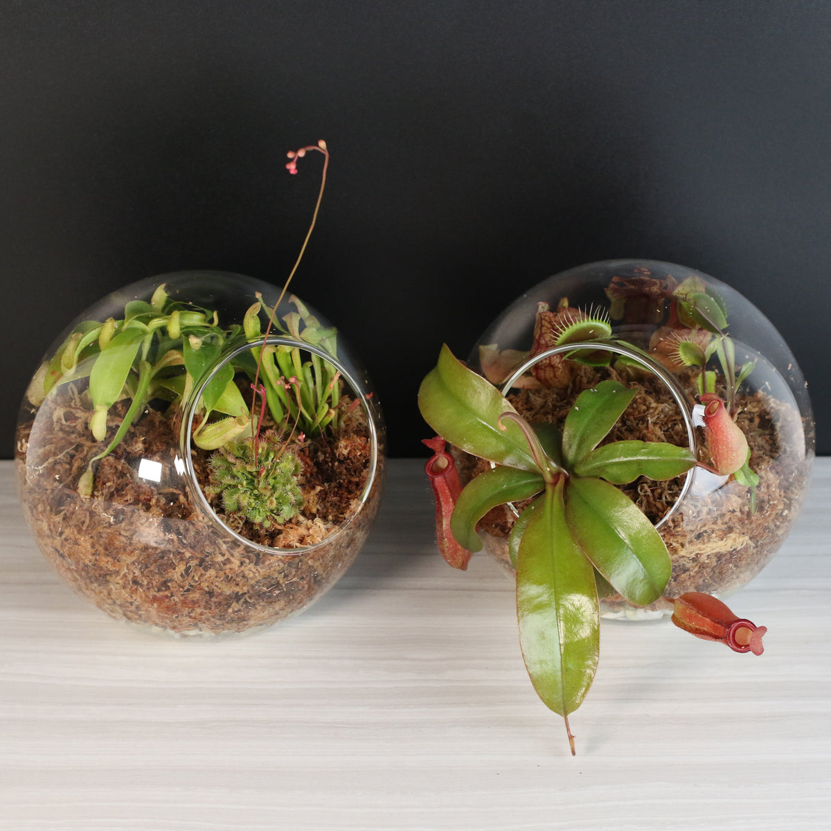 Terrarium Carnivorous Kit