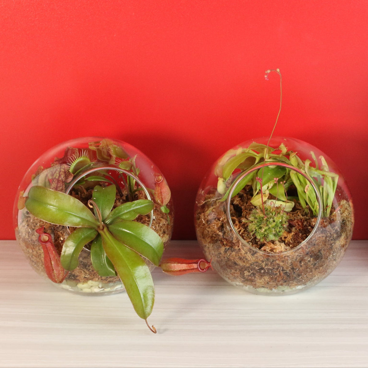 Terrarium Carnivorous Kit