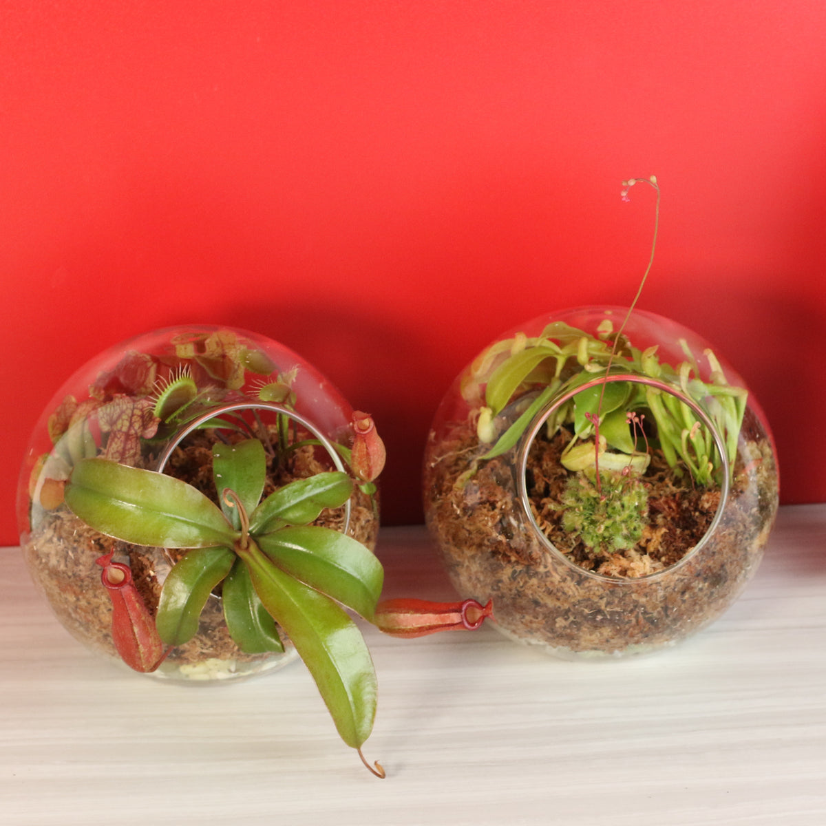 Terrarium Carnivorous Kit