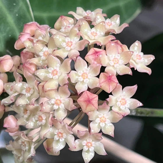 Hoya Macrophylla Variegated Flower