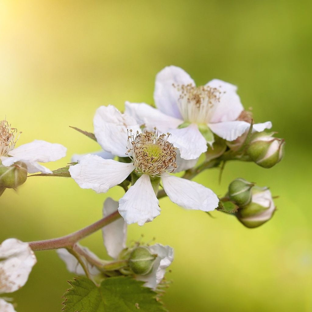 Blackberry 'Prime Ark Freedom'