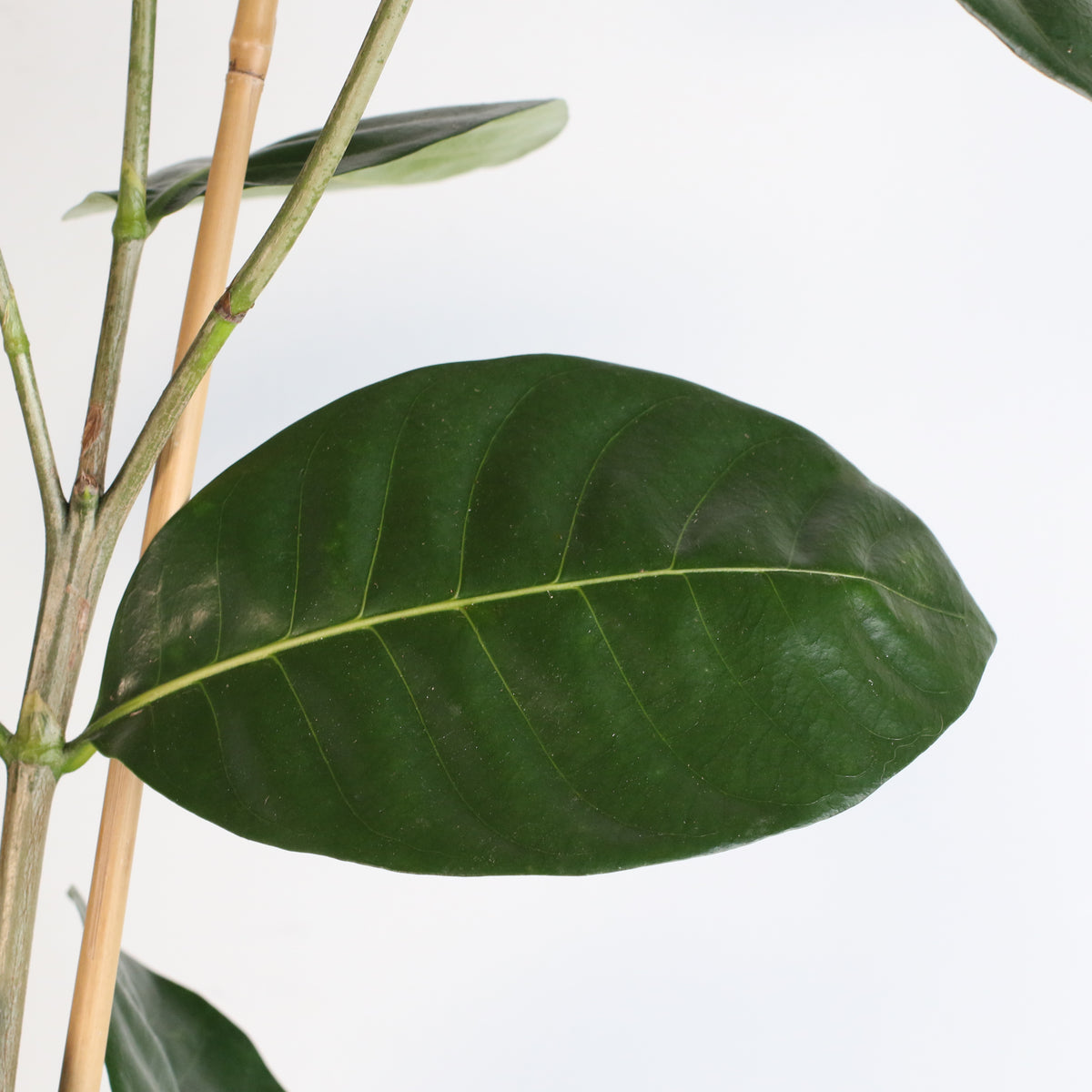 Gardenia Taitensis 'Double' - Double Tahitian Fragrant Flowering Bush Plant
