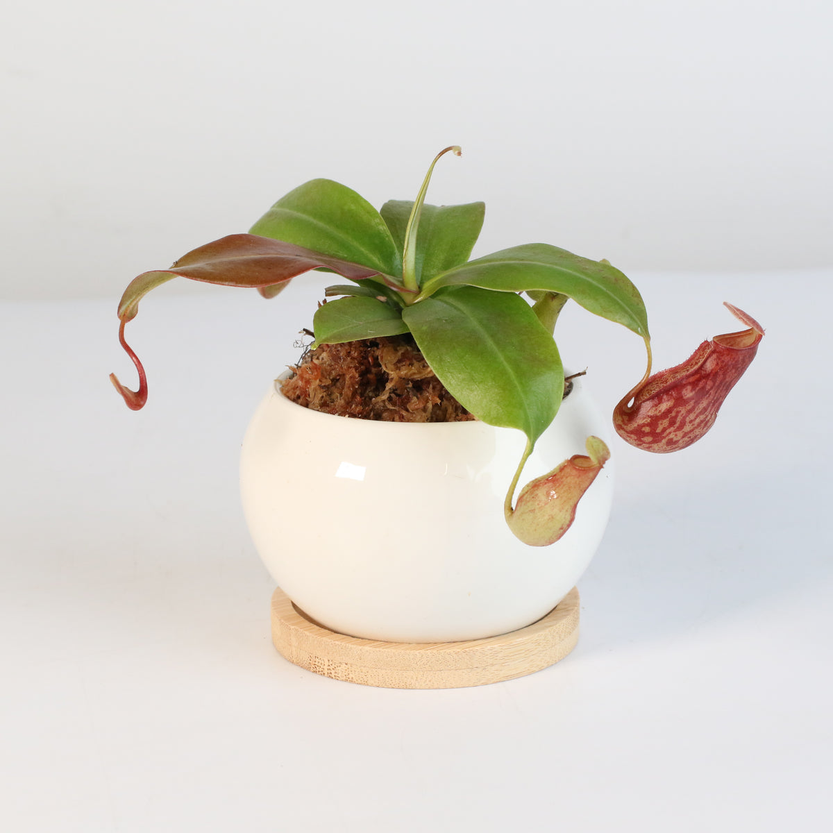 Tropical Pitcher Plant Nepenthes Gaya Carnivorous