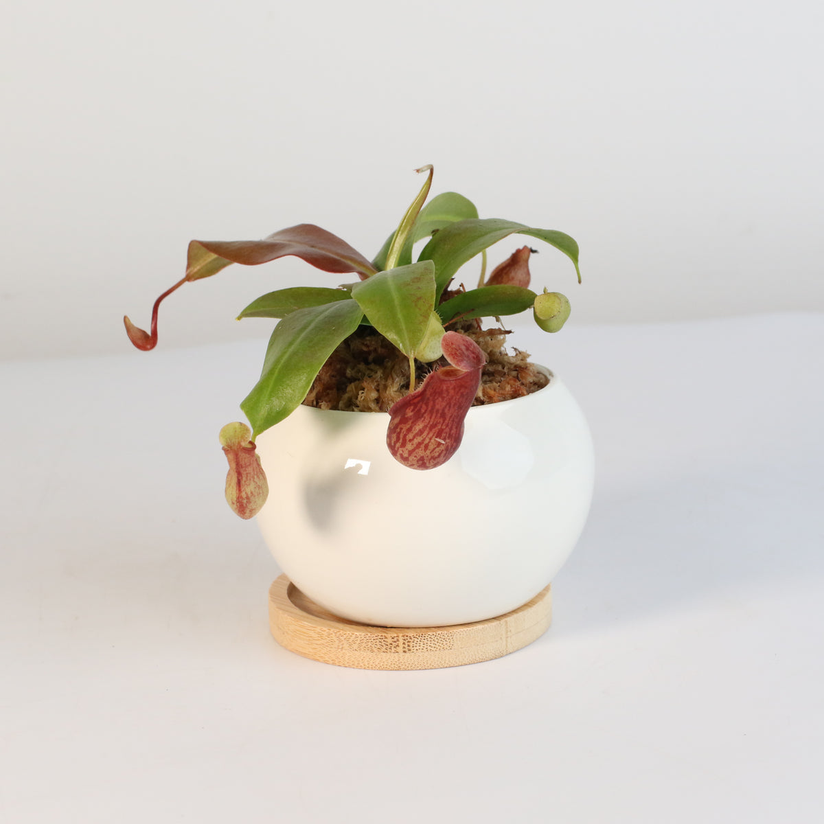 Tropical Pitcher Plant Nepenthes Gaya Carnivorous