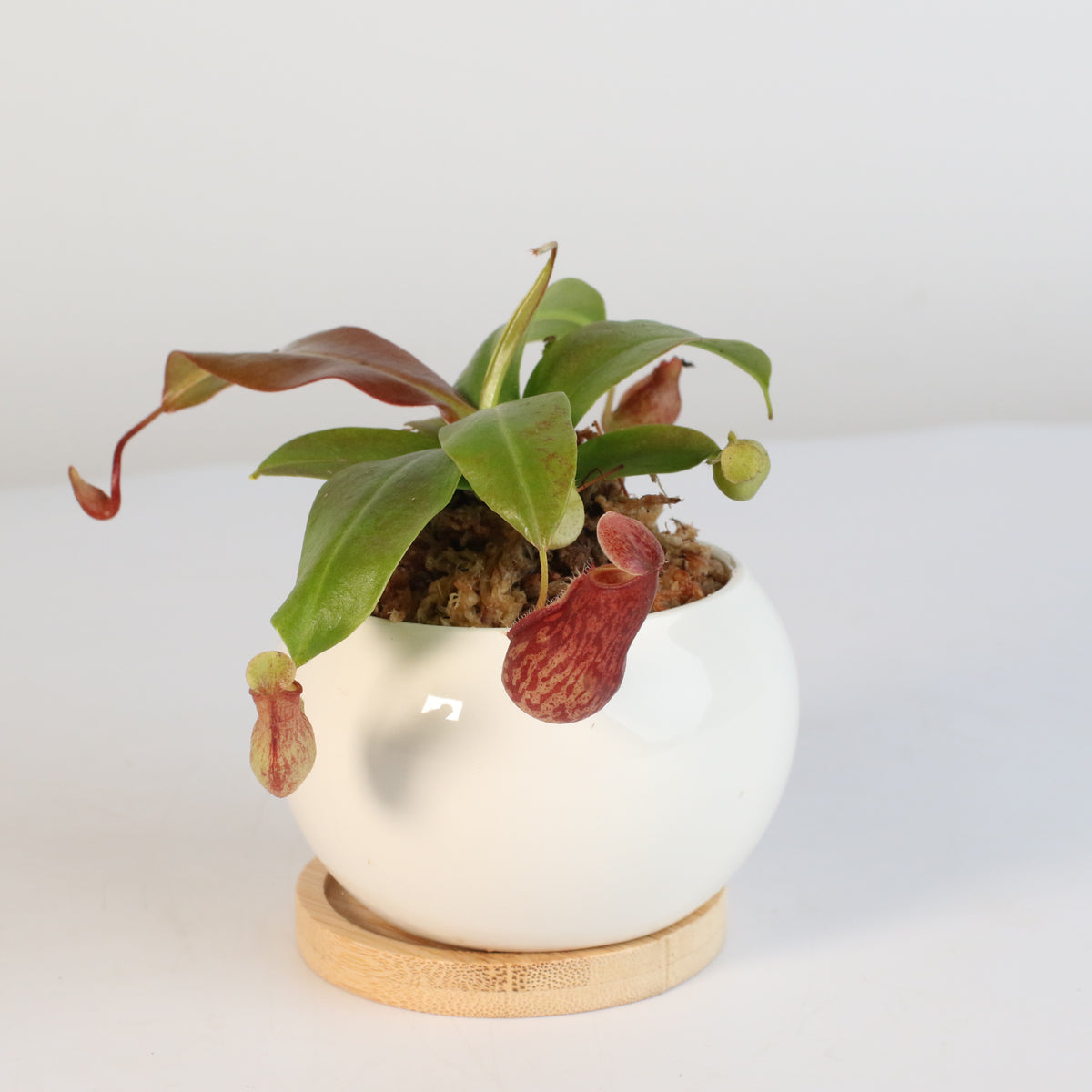 Tropical Pitcher Plant Nepenthes Gaya Carnivorous