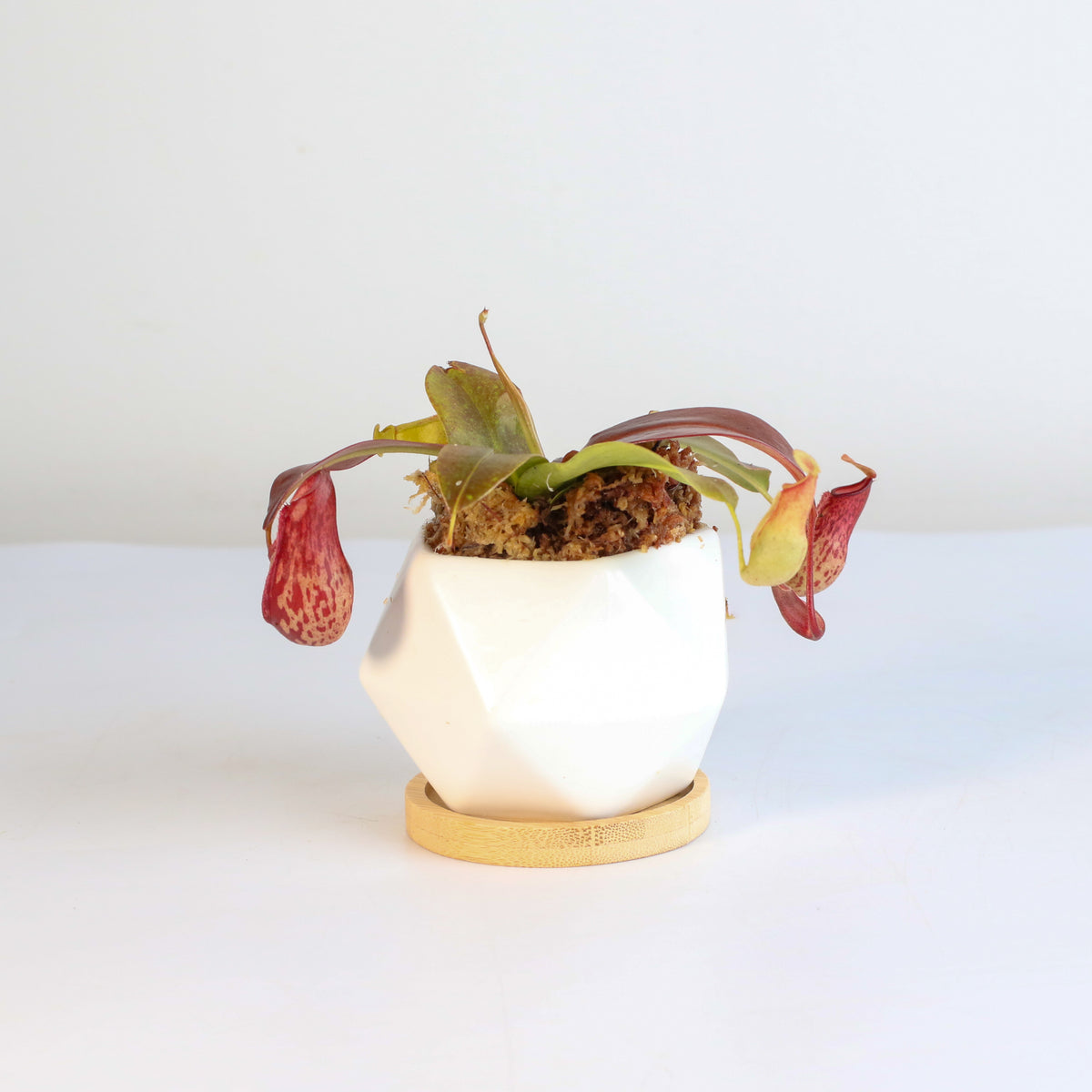 Tropical Pitcher Plant Nepenthes Gaya Carnivorous