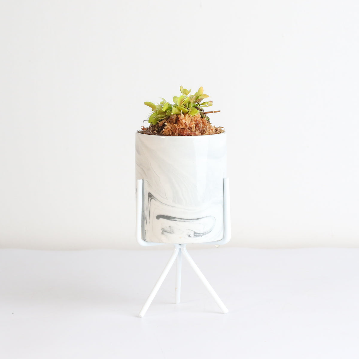 Green Venus Flytrap Carnivorous Plant