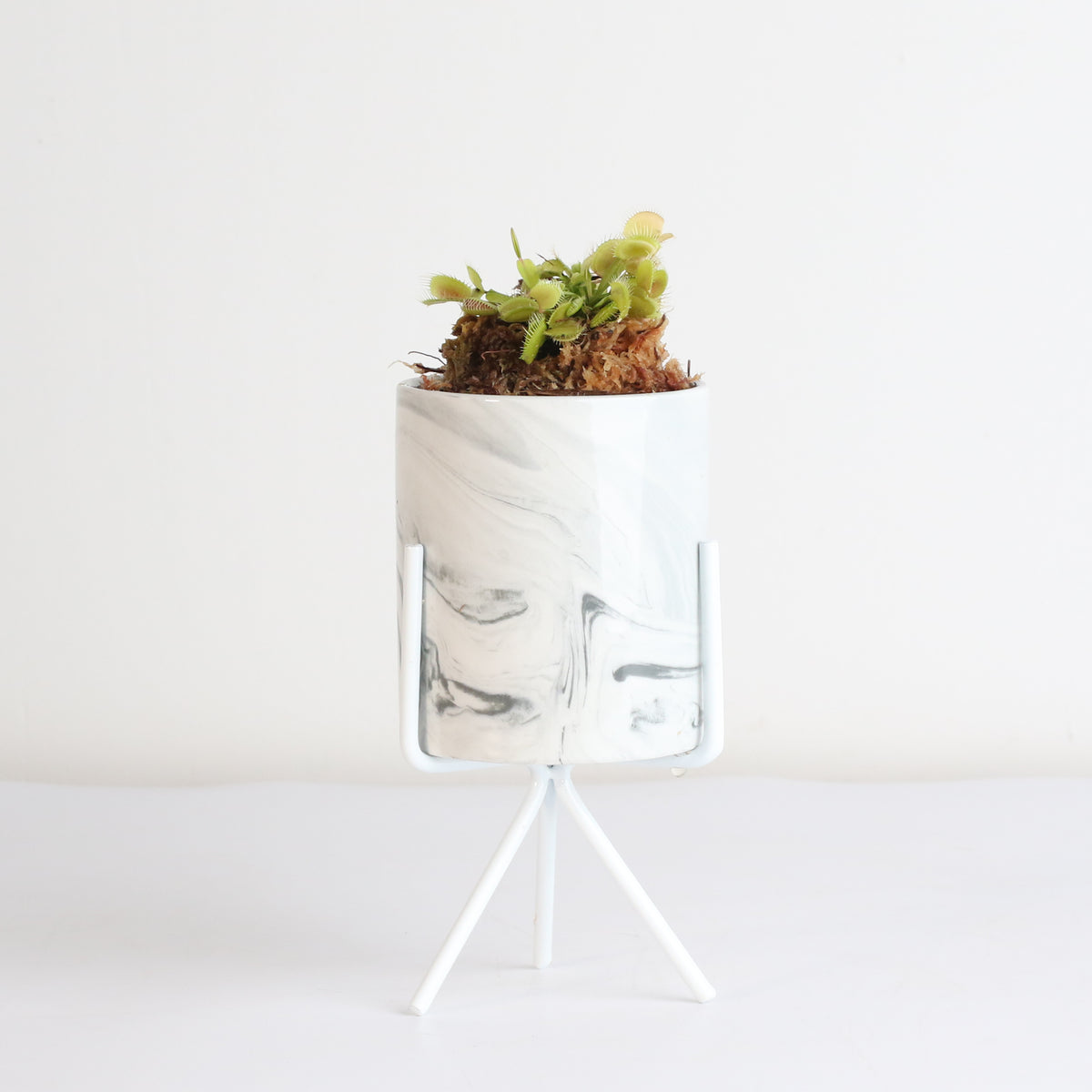 Green Venus Flytrap Carnivorous Plant