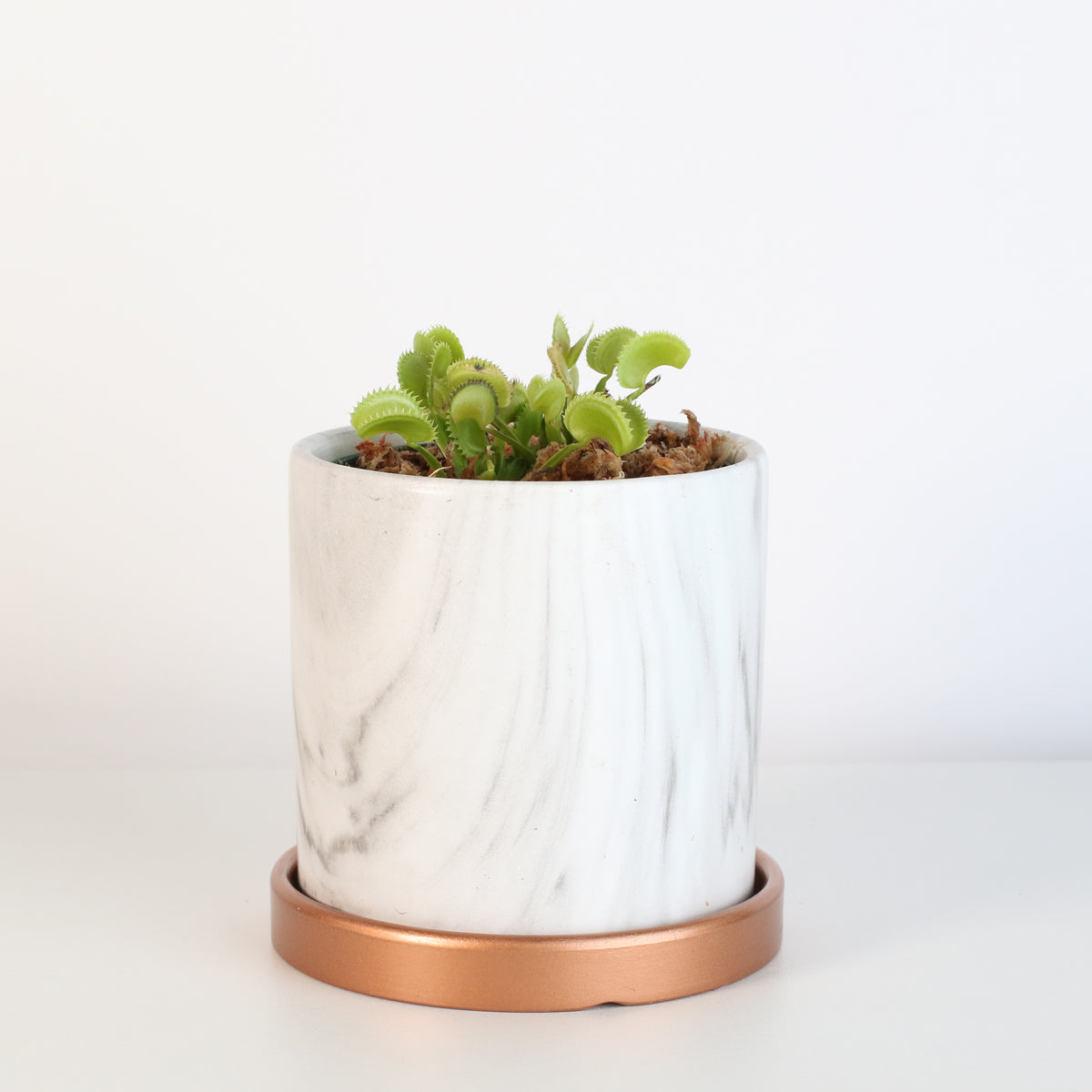 Green Venus Fly Trap Carnivorous Plant