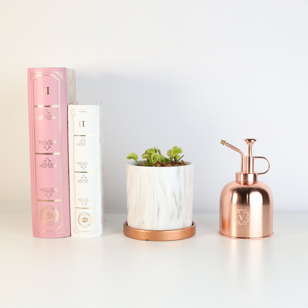 Green Venus Fly Trap Carnivorous Plant