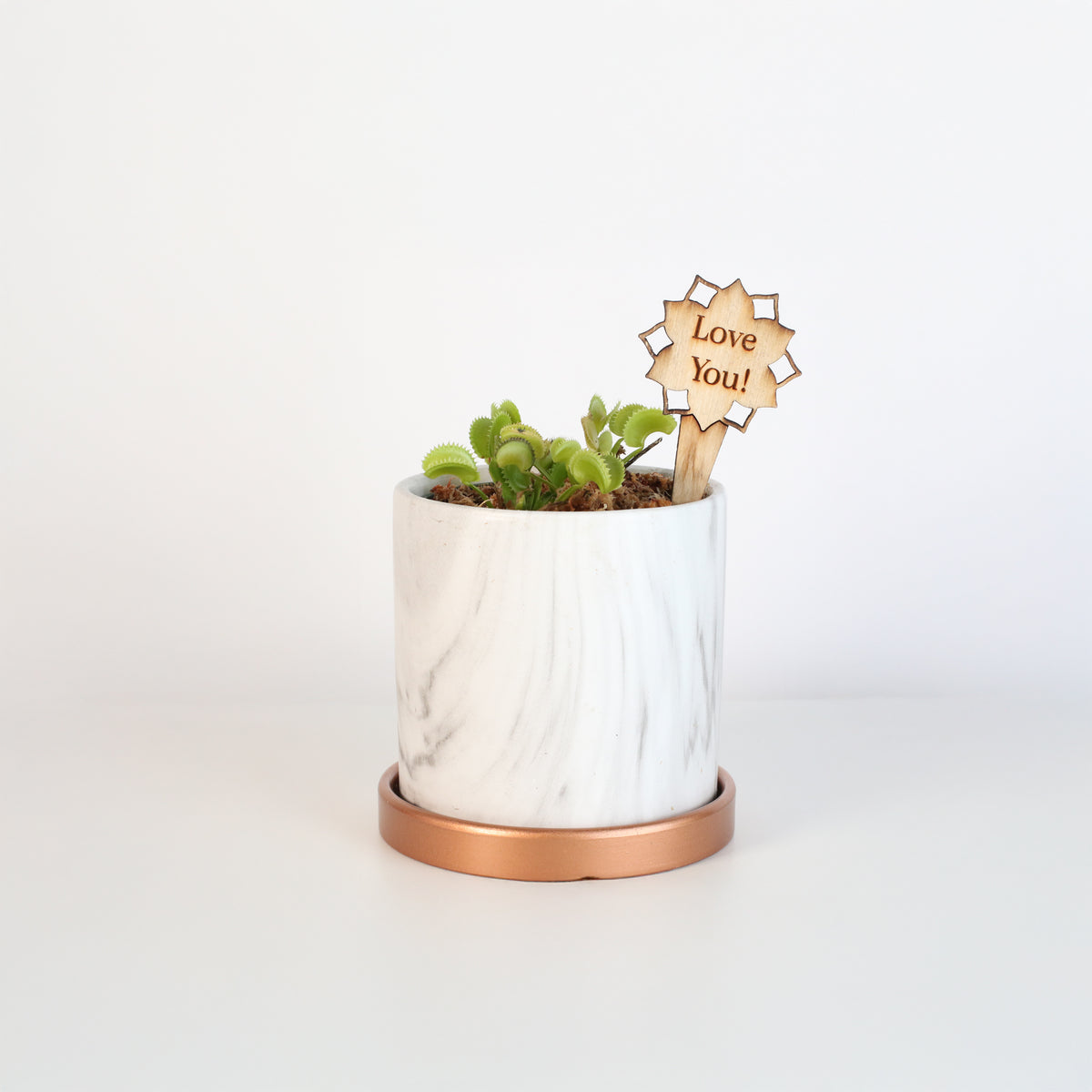 Green Venus Fly Trap Carnivorous Plant