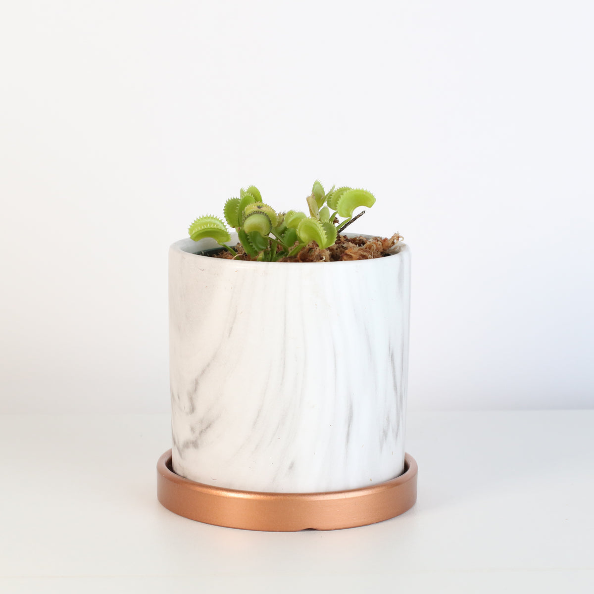 Green Venus Fly Trap Carnivorous Plant