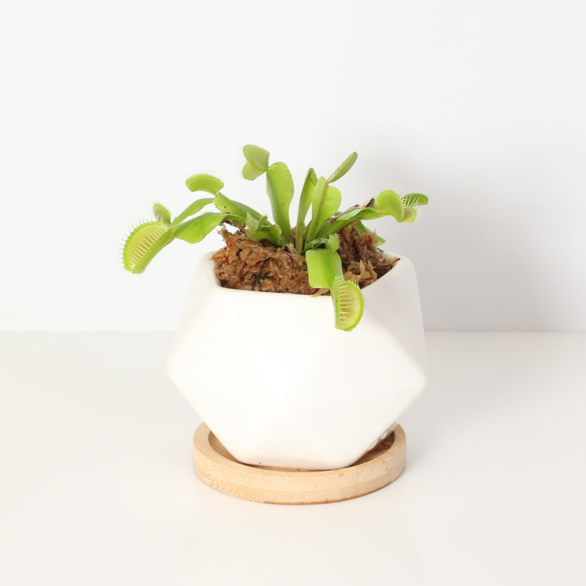 Green Venus Flytrap Carnivorous Plant