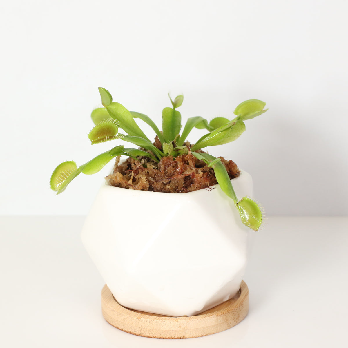 Green Venus Flytrap Carnivorous Plant