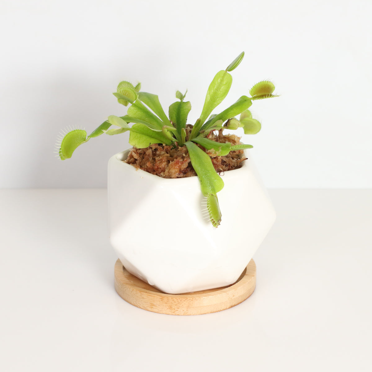 Green Venus Flytrap Carnivorous Plant